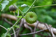 Abutilon indicum subsp. indicum